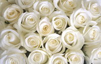 Roses blanches Roses blanches
