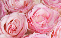 Roses rose Roses rose